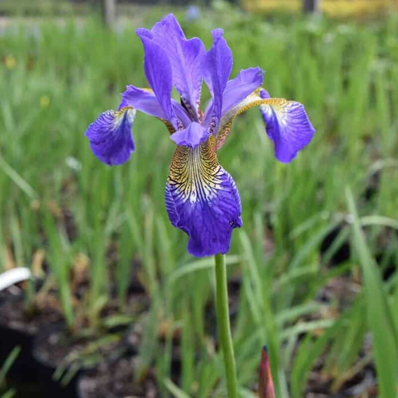 Iris sibirica 'Caesar's Brother' ---